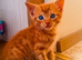 Stunning Ginger Kittens