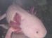 Axolotl female