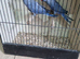 Violet ringneck males ( NOT TAME )