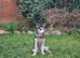 female husky puppy 12months