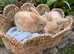 *Netherland x mini lop girls*