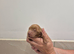 KC Registered Cocker Spaniels
