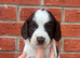 English springer spaniel pups