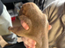 8 puppies for sale
