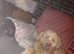 Stud available Powder puff Chinese crested male