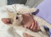 Sphynx cross ragdoll kittens ready now