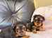 Miniature Yorkshire terrier / yorkie