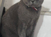 Lovely British shorthair female cat