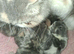 Stunning persian/extic kittens