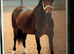 14.3hh 7yo bay Welsh section D mare