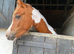 Beautiful Welsh sec B x Arab