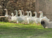 Sebastopol goslings waiting list