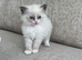 Gorgeous Ragdoll Babies!!