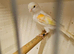 Beautiful pair dimorphic canaries