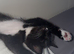Tuxedo kitten
