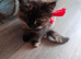 Selling 2 kittens