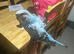 Helicopter Hargromo tamed baby budgie in Dagenham