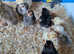Bantums and hybrids day old chicks