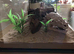 Ant keeping supplies | Tank for ants, beetles, scorpions or other inverts | animals enclosure