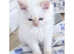 Gorgeous Pure Ragdoll Kittens .... READY TO LEAVE NOW !