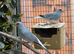 Diamond Dove pairs for sale