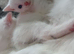 2 beautiful white fluffy kittens and one grey tabby