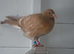 Yellow Meuleman Racing Pigeons.