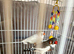 Zebra Finches for sale