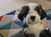 Tibetan terrier girl 11 weeks old