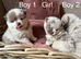 Stunning Rare Lilac Merle Pom Babies