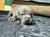 Blue Brindle Staffordshire Bull Terrier Puppies