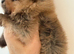 Kc Pomeranians puppies