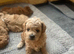Maltipoo puppies!!