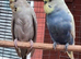 Breeding Pair of budgies