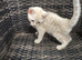 snow seal lynx Bengal kittens