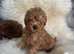 Genuine kc toy poodle