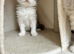 Persian kittens. Beautiful doll faced