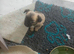 Yorkshire Terrier cross Chuichua