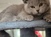British shorthair girl