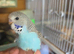 Budgies