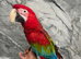 Stunning Lovely Super Tame Talking Greenwing Macaw Parrot