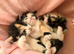 Very pretty kittens, wormed/flead/litter trained Prices vary