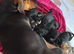 Black tan dachshunds