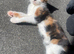Two female kittens