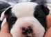 5 beautiful Staffy x Mastiff puppies