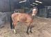 Registered NF geldings