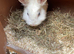 White jersey wooly buck with blue eyes