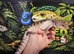 Blue tongue skink