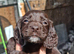 2 working cocker spaniel puppies Ready to leave now
