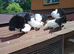 Black tailmark fantail doves permanently erected tails